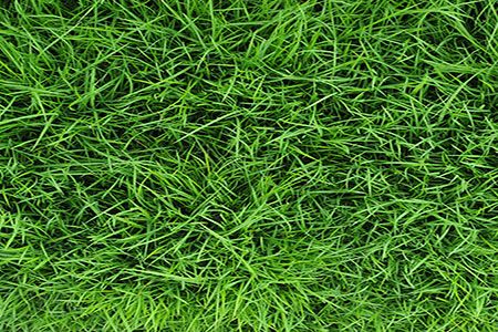 Biogest completes grass AD plant